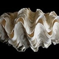 Tridacna_costata_159b-ac Tridacna_costata_159b-ac